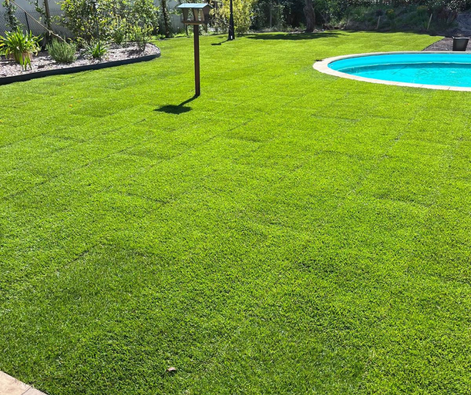 Pelouse verte et bien entretenue avec une piscine et un lampadaire.