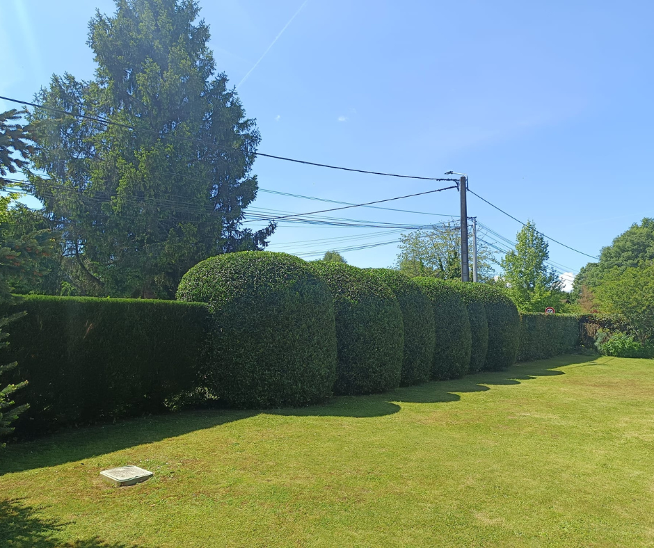 Pelouse verte et haie taillée sous un ciel bleu. Lignes électriques et arbres en arrière-plan.
