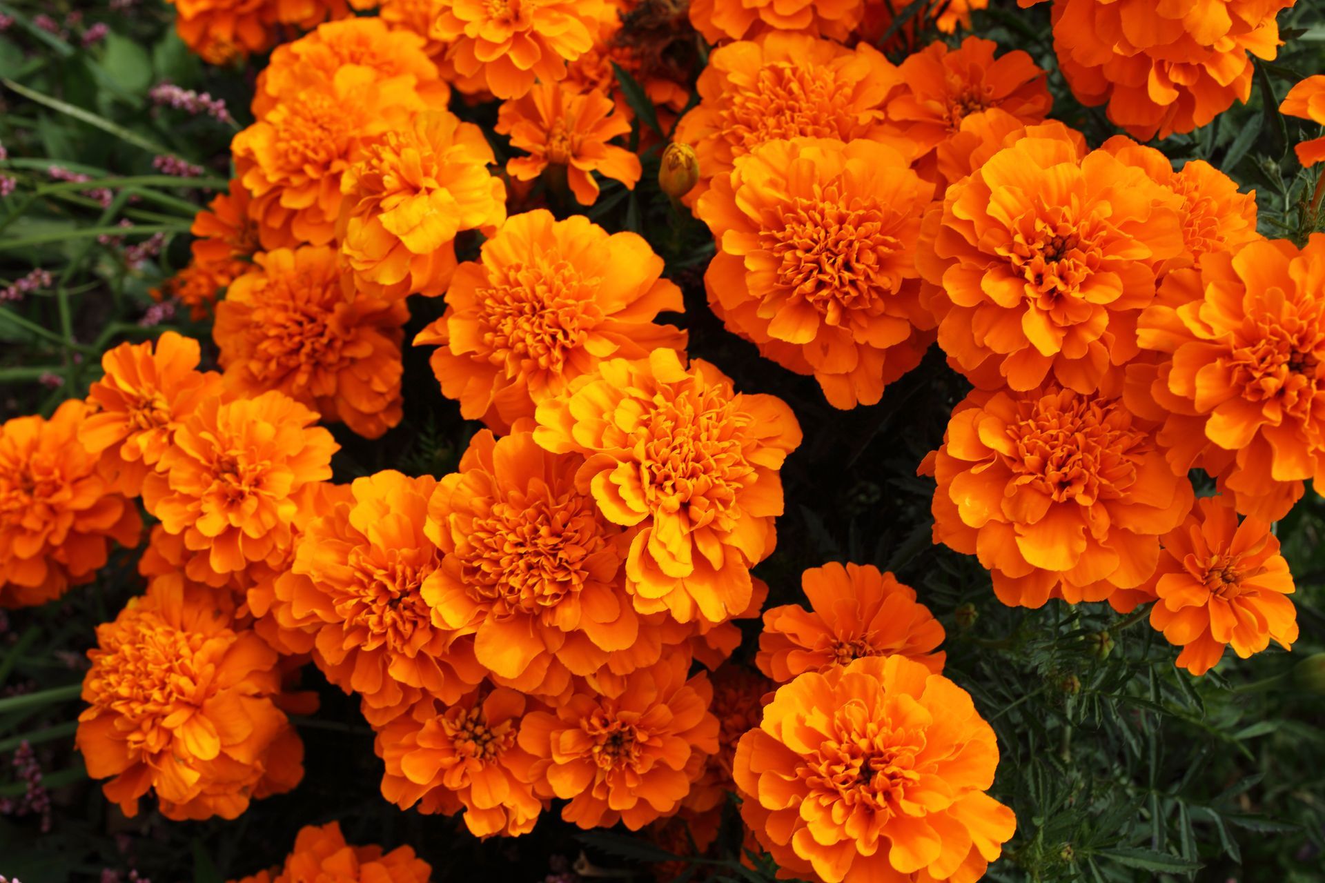 Massif floral orange