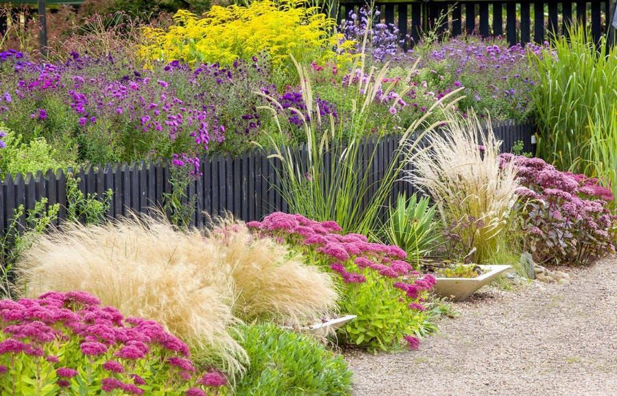Massif coloré avec des plantes violettes, jaunes et beiges. Clôture noire en arrière-plan.