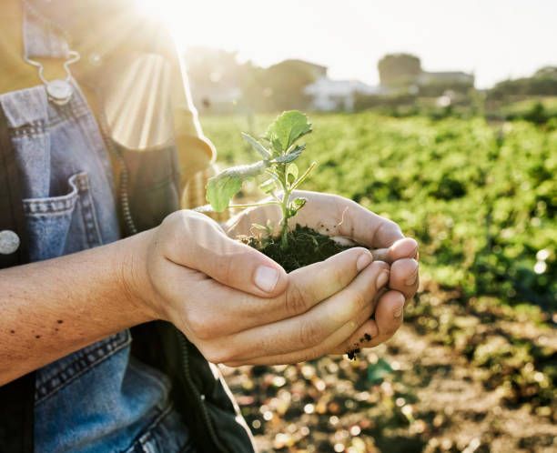 Jardinier tenant un plant entre ses mains à Arcachon