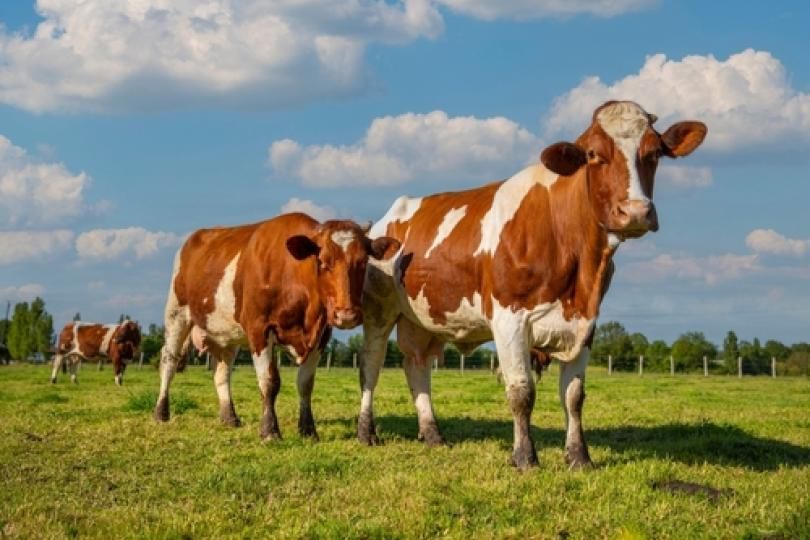 Deux vaches marchant dans un pré