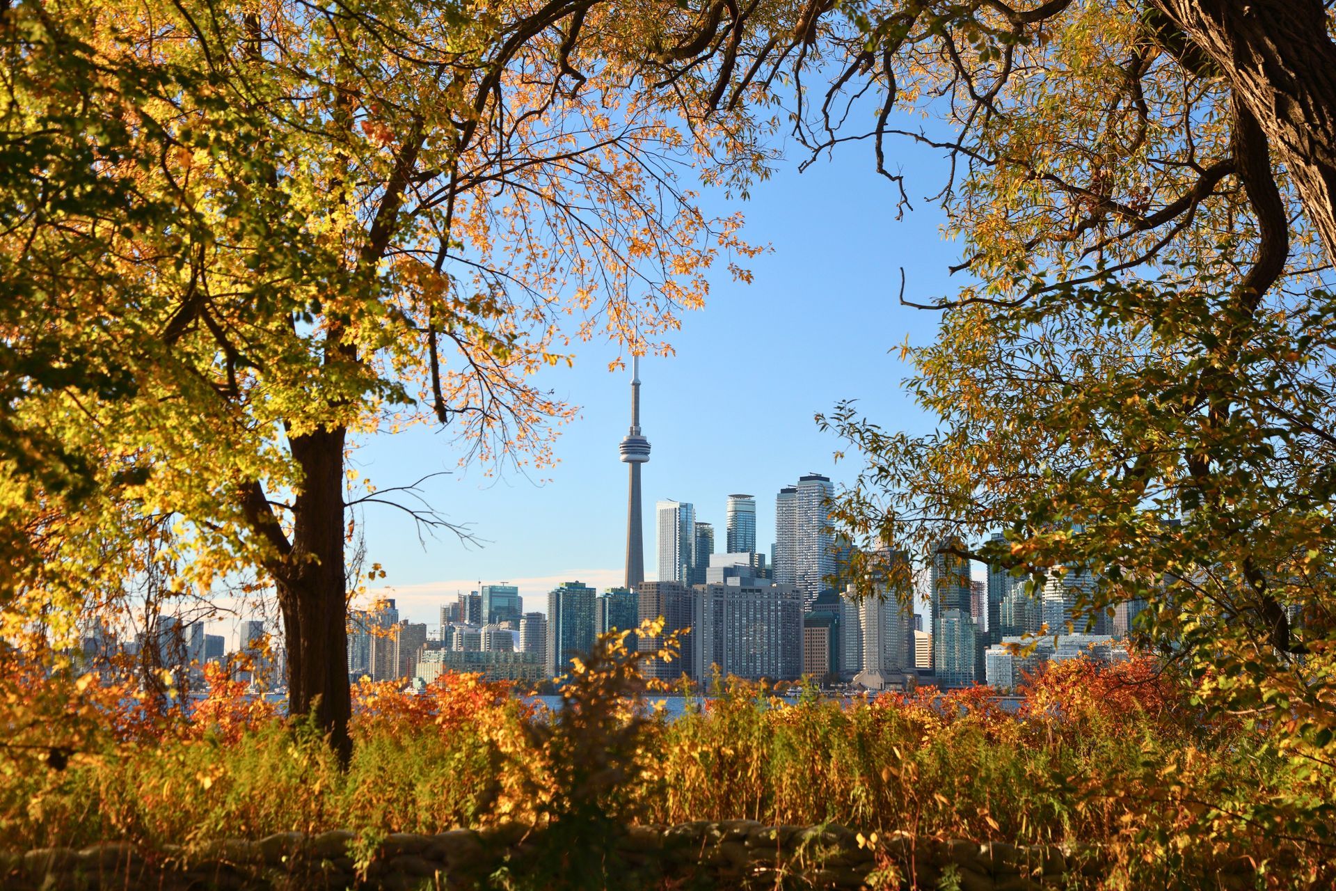 Toronto’s skyline framed by the golden colours of fall, viewed from the city’s waterfront.