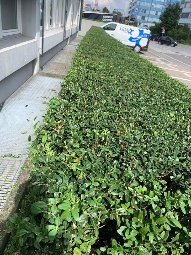 LESUX GmbH Heckenschnitt