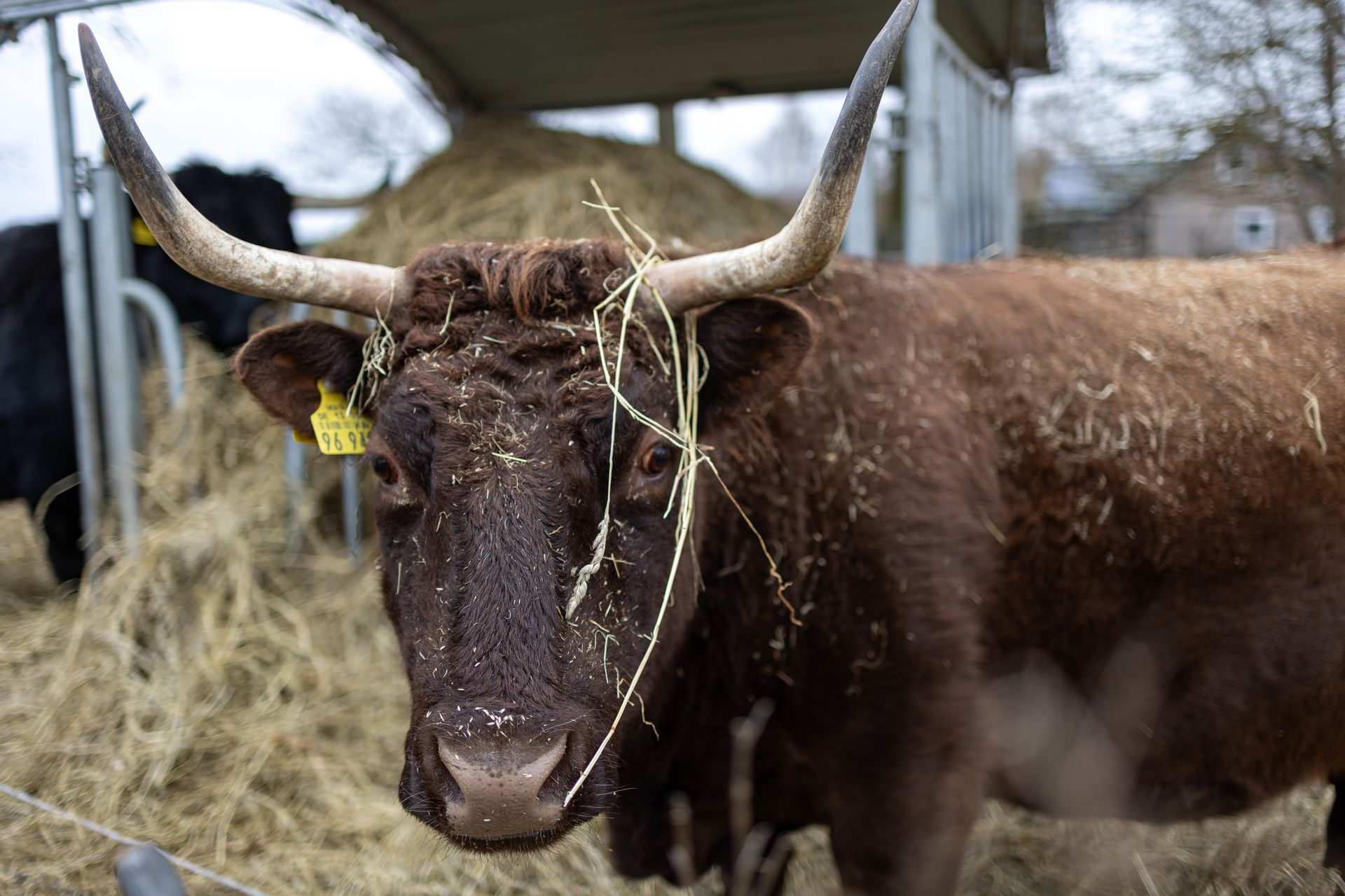 Eine braune Kuh mit langen Hörnern steht in einem Pferch und frisst Heu.