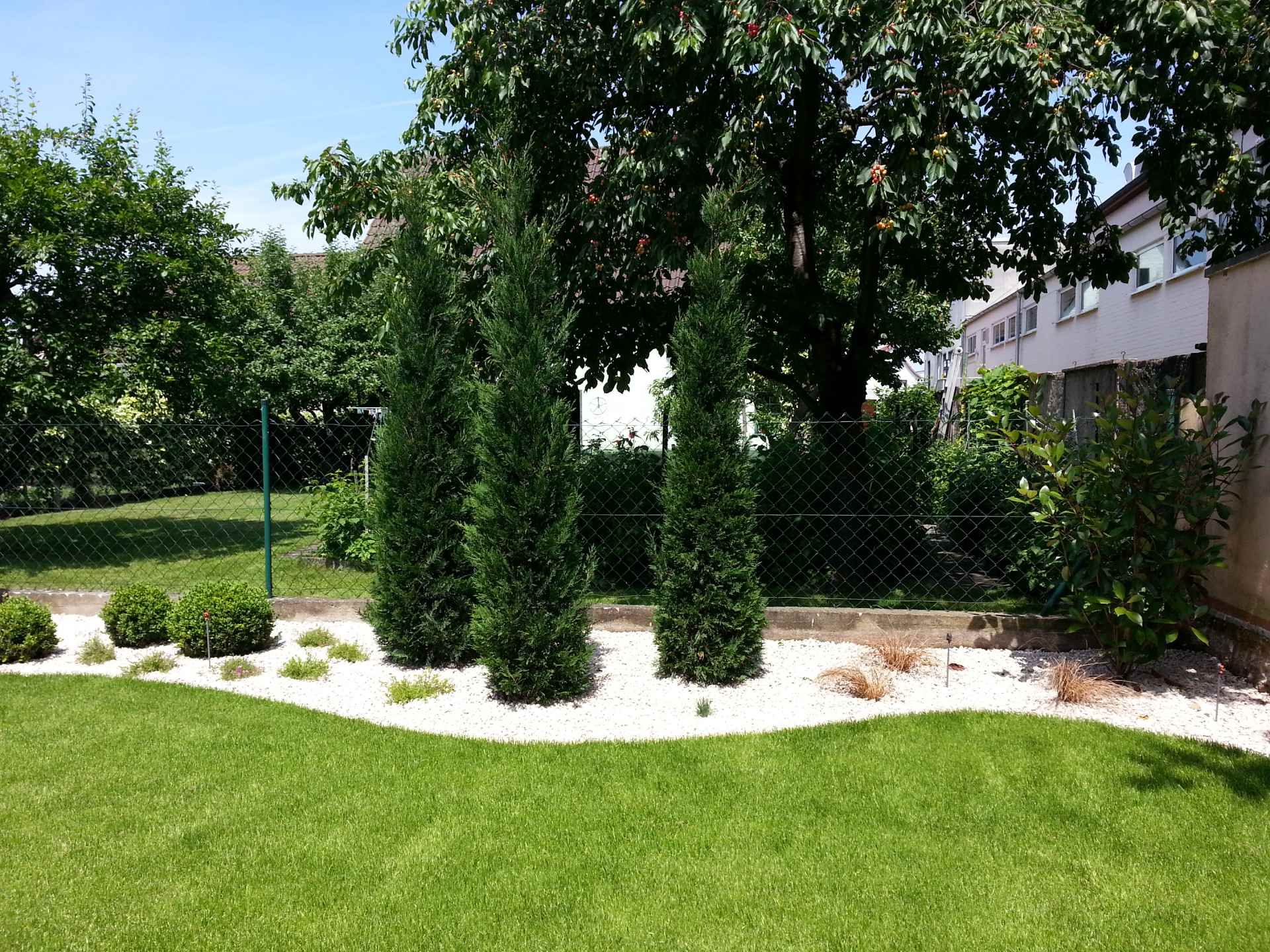 Garten mit drei schlanken, immergrünen Büschen auf weißem Kiesbett vor grünem Rasen und Zaun mit Bäumen im Hintergrund.
