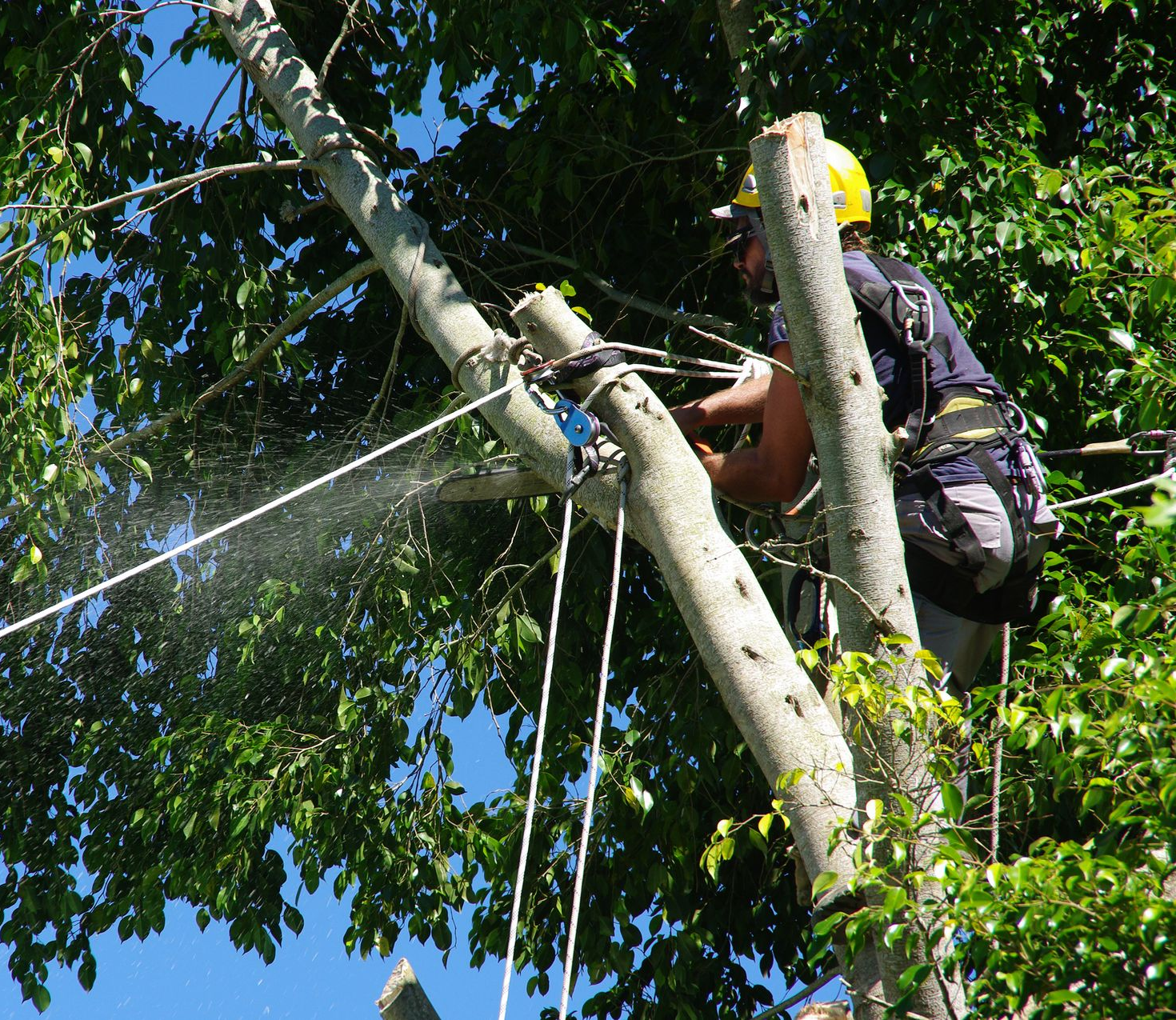 Un élagueur, portant un casque jaune et un harnais de sécurité, utilise des cordes et du matériel pour tailler les branches situées en hauteur dans un arbre feuillu.
