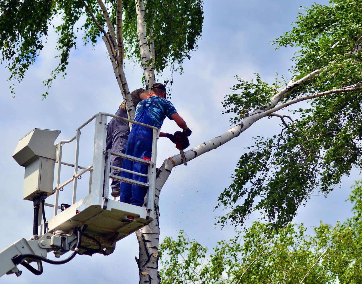 Des ouvriers, dans une nacelle élévatrice, utilisent une tronçonneuse pour tailler les branches d'un grand bouleau sur fond de ciel bleu.