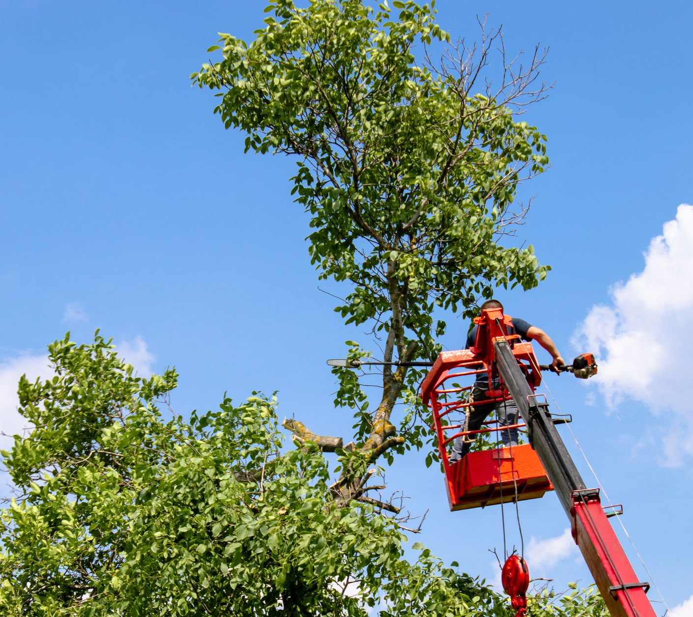 Un élagueur, dans une nacelle élévatrice rouge, utilise une tronçonneuse pour tailler les branches d'un arbre perché en haut d'un ciel bleu.