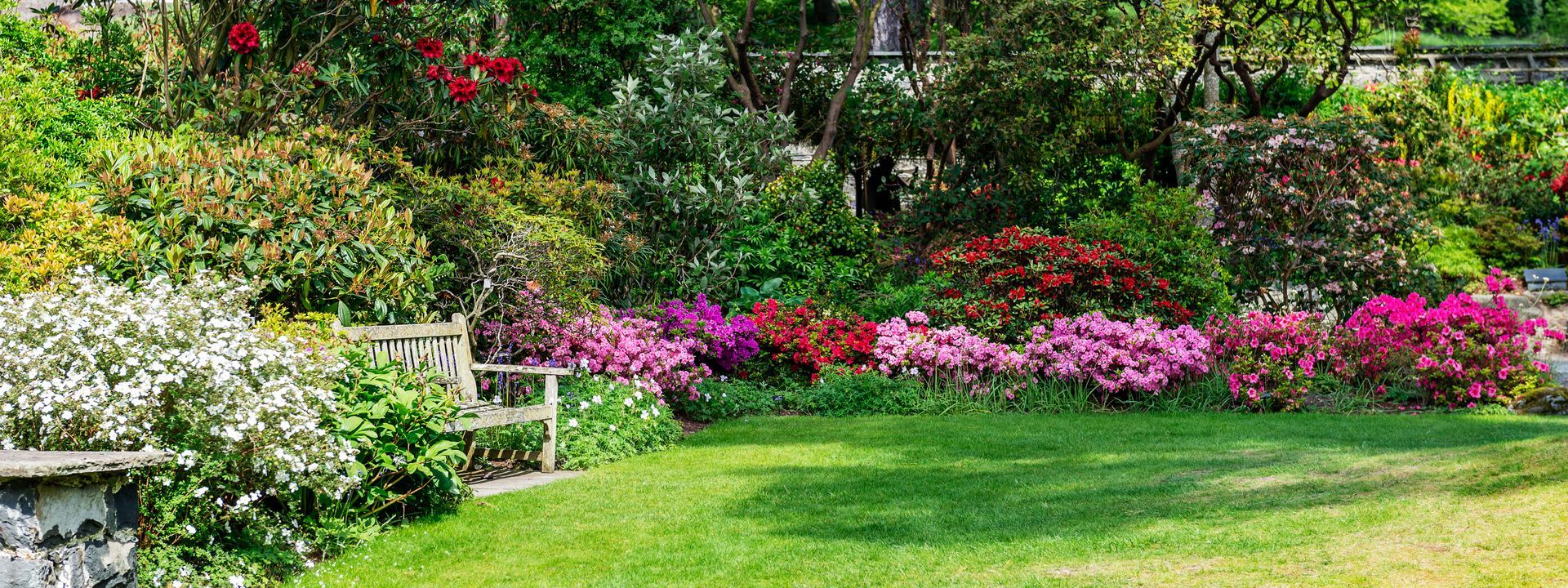 Un banc en bois se dresse dans un jardin luxuriant, empli d'azalées aux fleurs roses et blanches éclatantes et d'arbres verdoyants.