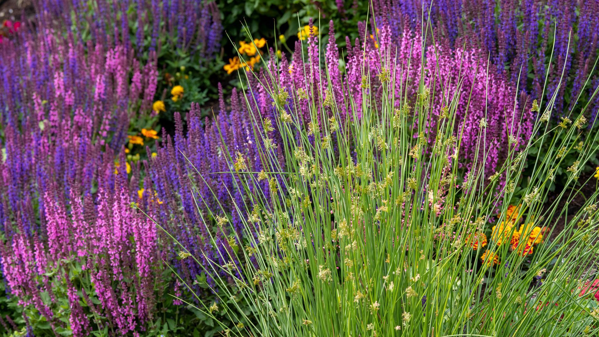 Dans un jardin, des fleurs de sauge aux teintes violettes et magenta éclatantes se mêlent à des herbes vertes et plumeuses et à de petites fleurs jaunes.