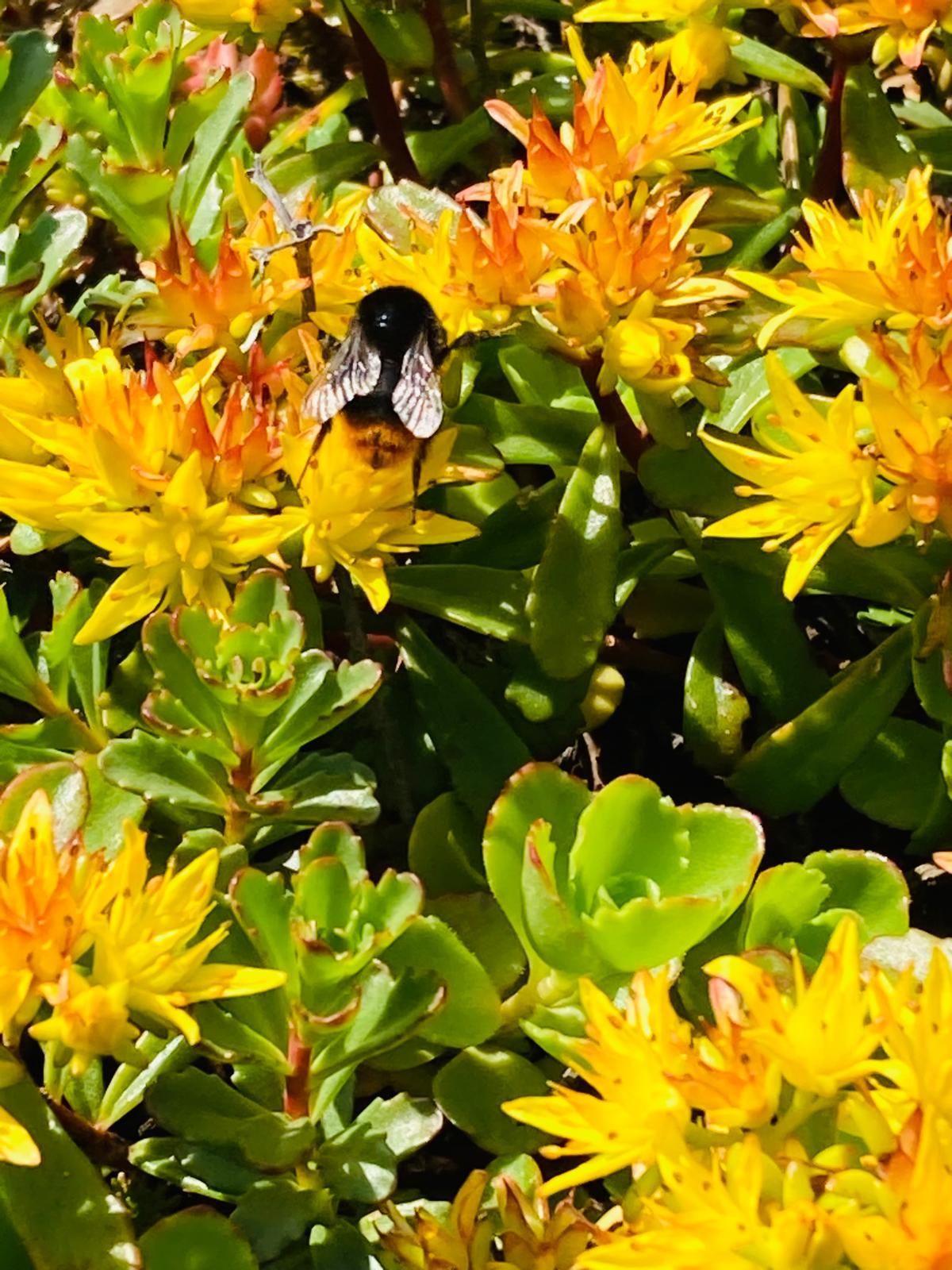 Eine Biene sitzt auf einer gelben Blume in einem Garten