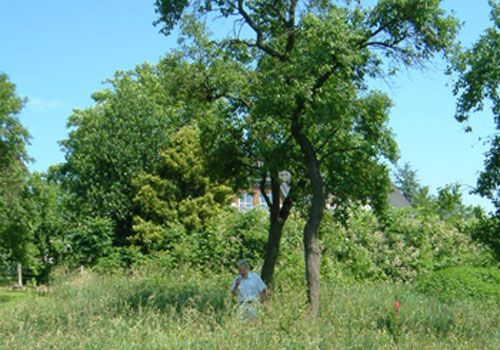 Tiefbau Lemm GmbH, Ausgangssituation eines Kanalbauprojekts, Wiese mit leichter Hanglage