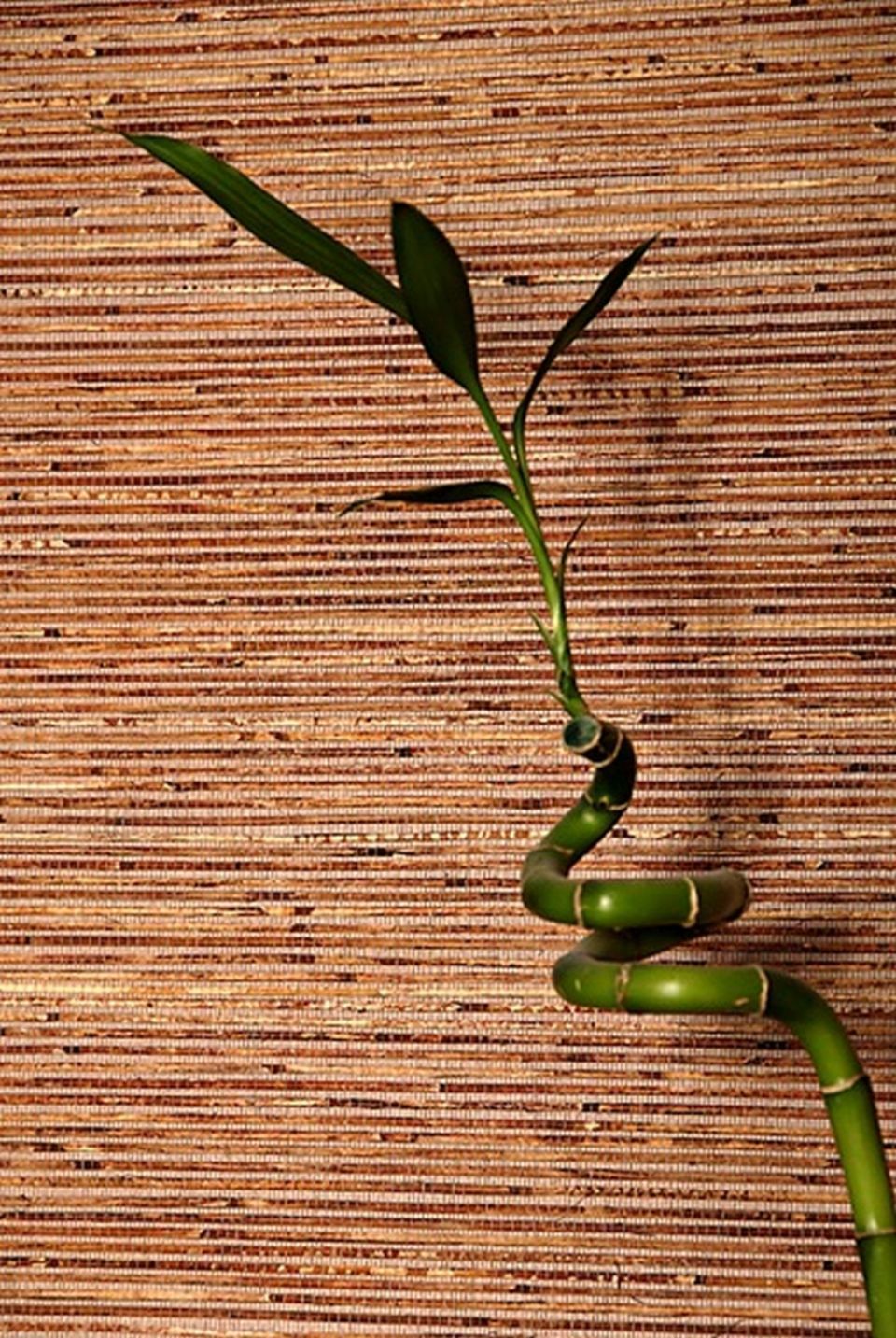 Malergeschäft Farbklaenge Bühlmann GmbH