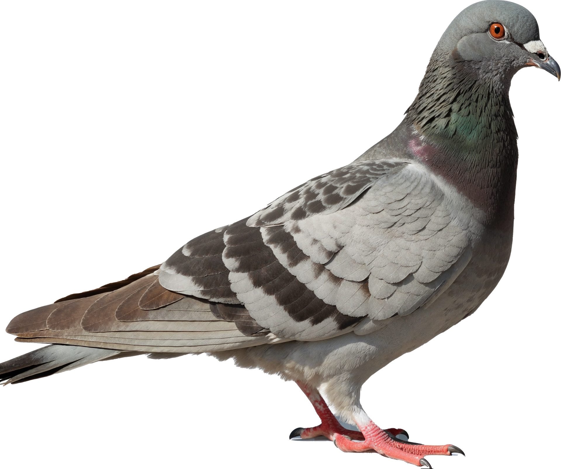 Pigeon aux plumes grises et noires se tenant sur un fond blanc.