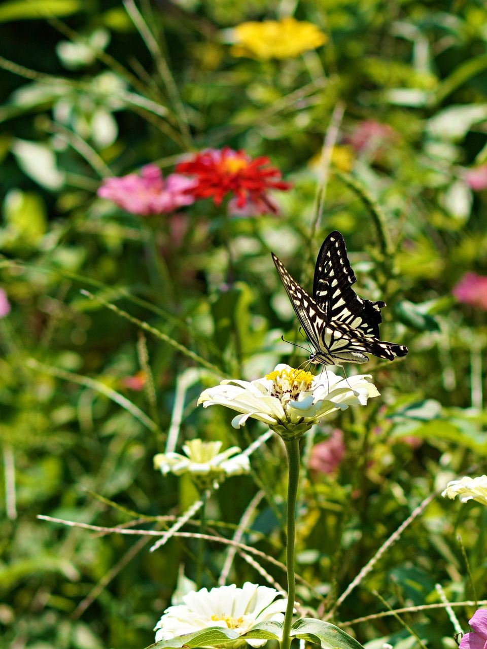 Papillon aux ailes noires et blanches sur une fleur blanche dans un jardin coloré.