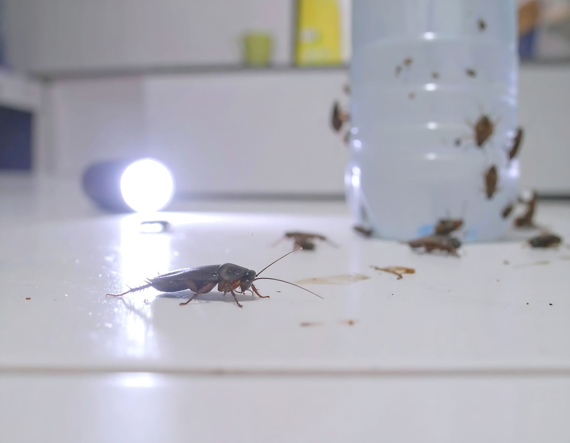 Des cafards rassemblés autour d'une bouteille d'eau éclairée par une lampe de poche dans un environnement blanc.