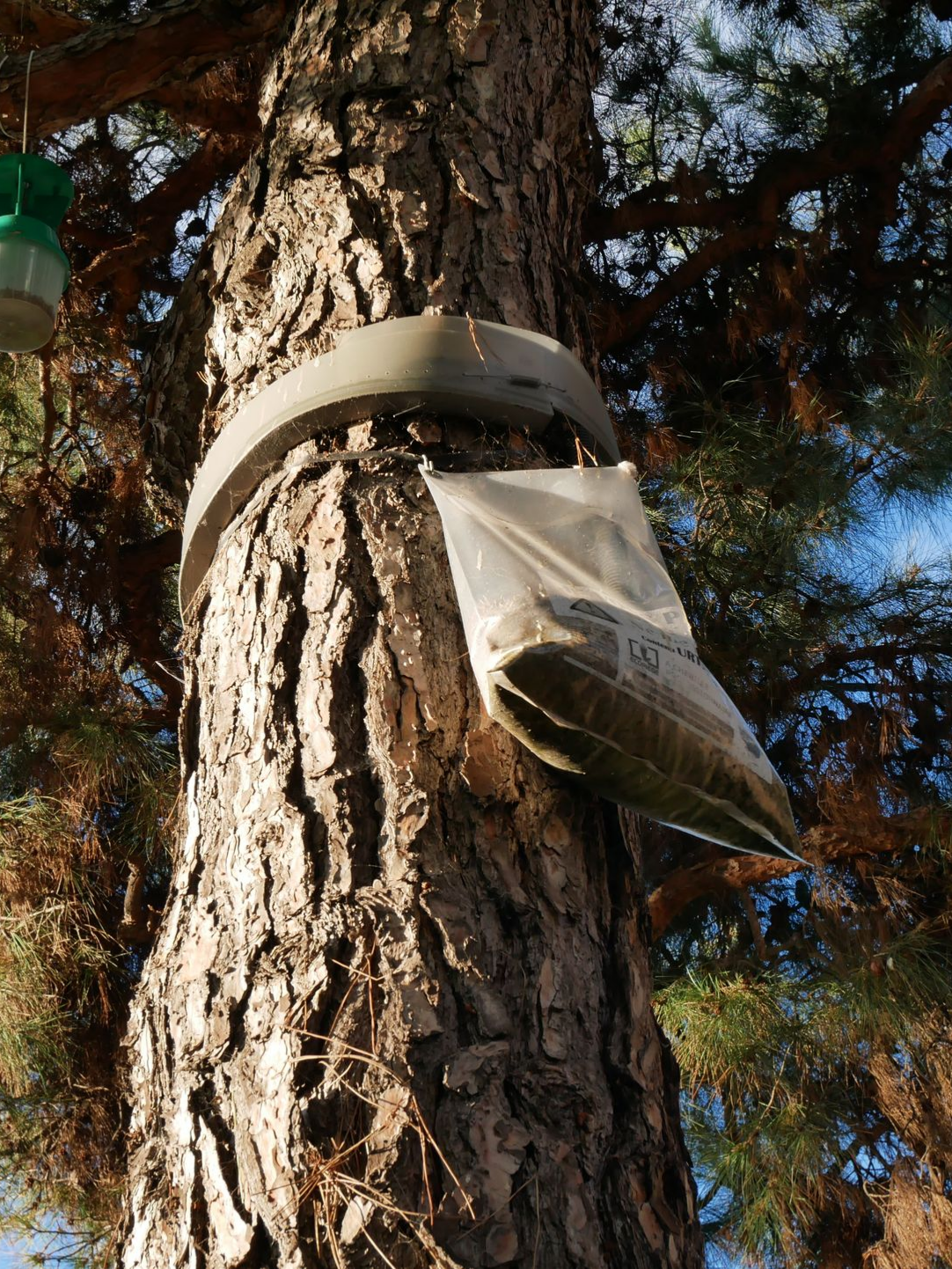 Un sac en plastique est suspendu à un tronc d'arbre, soutenu par une bande grise.