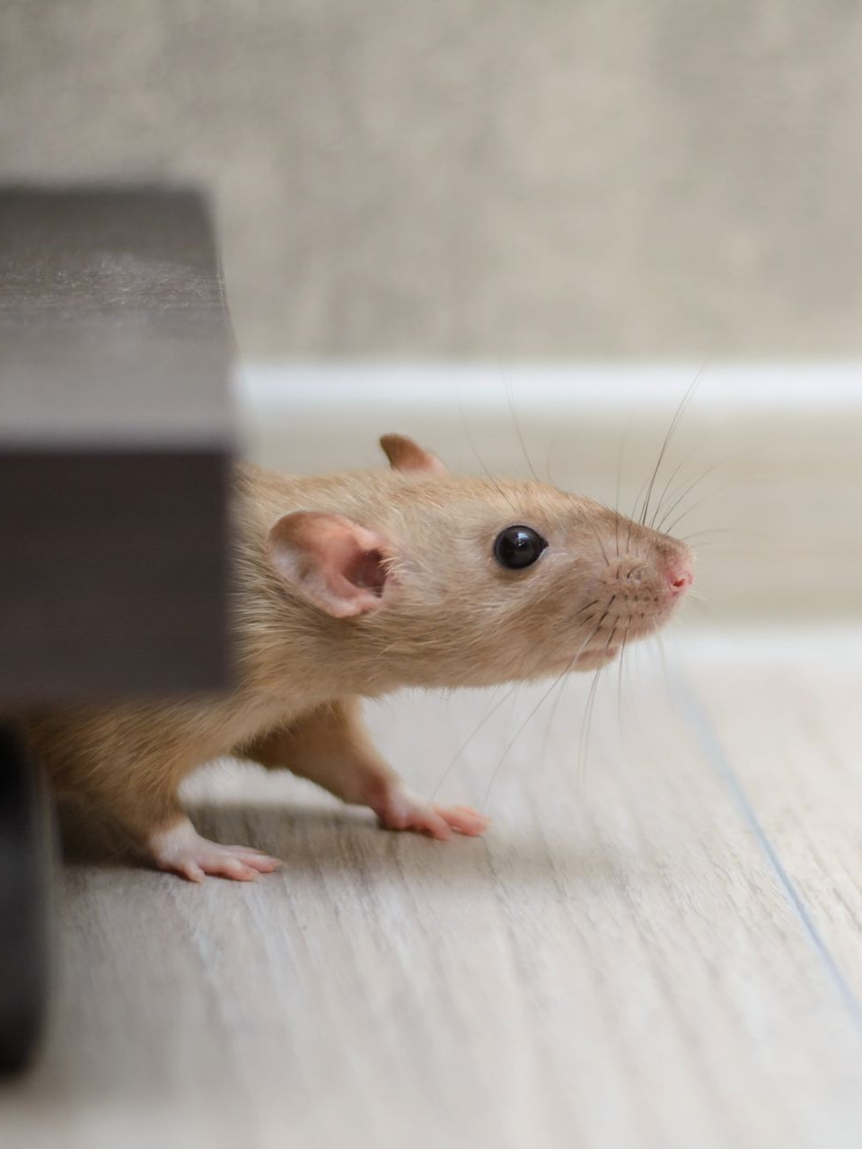 Une souris sort son museau de dessous un meuble