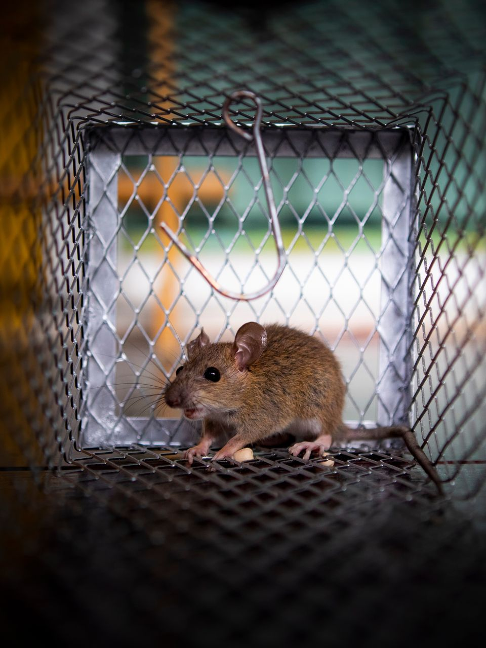 Souris piégée dans une cage métallique, regardant dehors avec des yeux alertes.