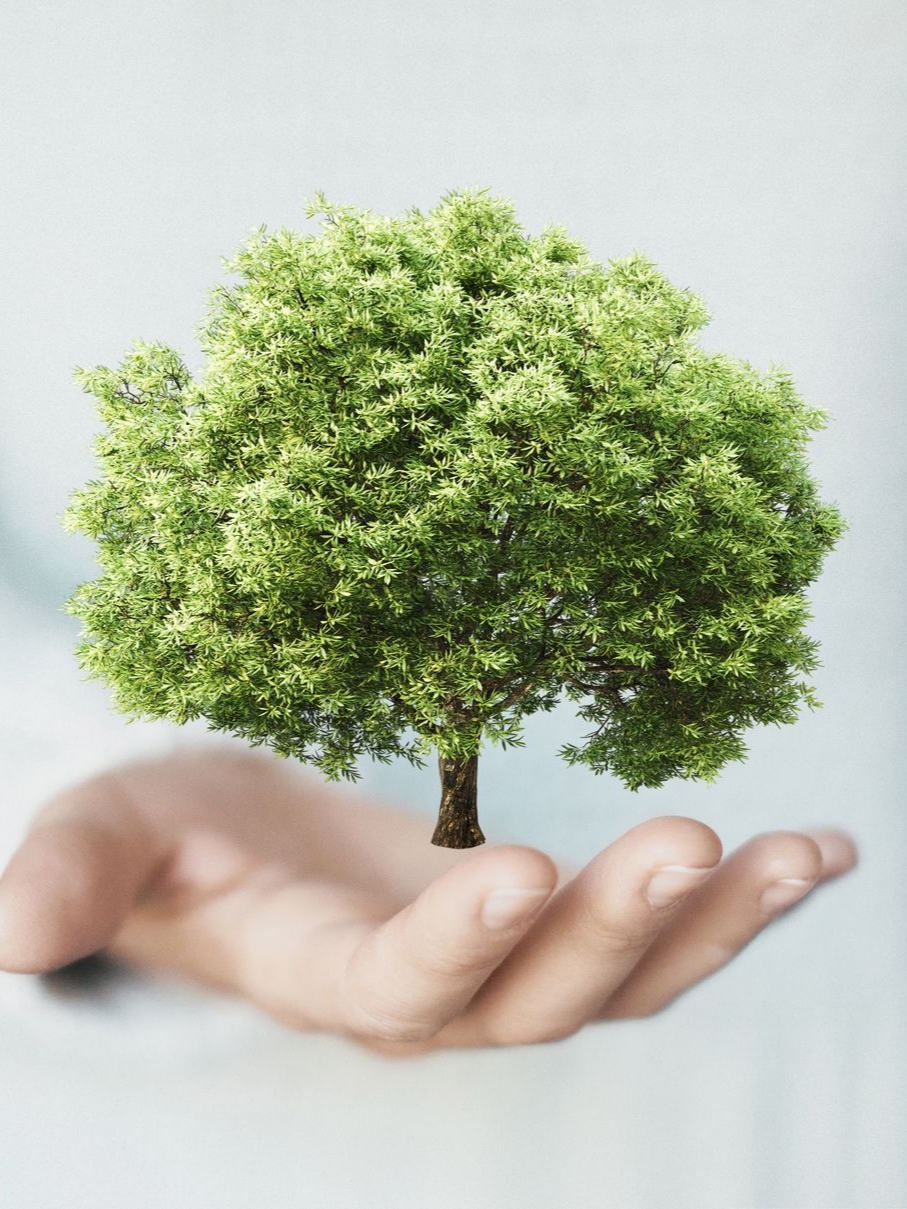Main tenant un petit arbre vert, symbolisant la protection et le soin de l'environnement.