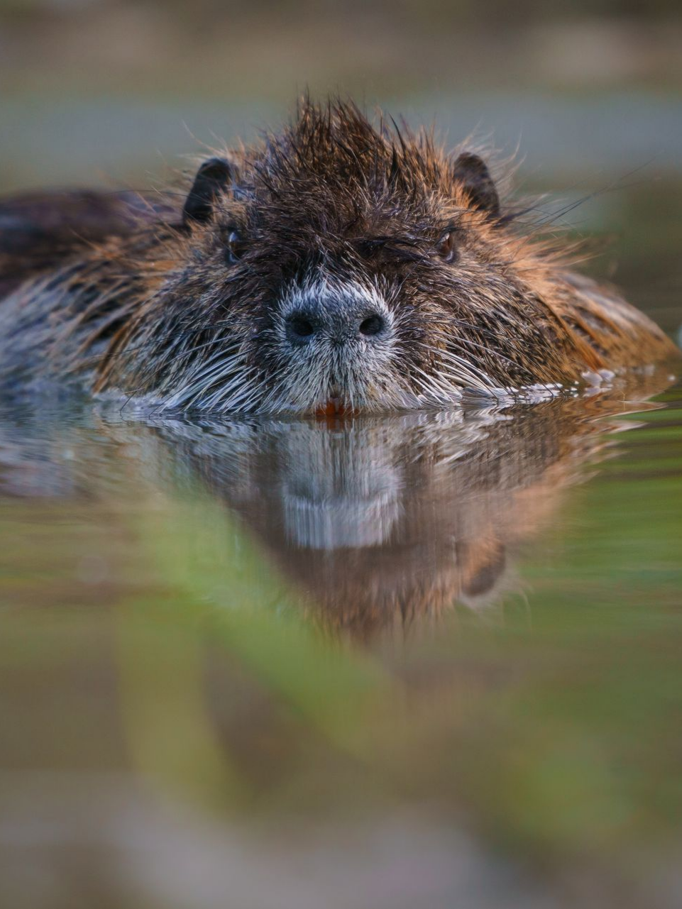 Ragondin nageant dans l'eau, regard concentré, fourrure brune, surface réfléchissante.