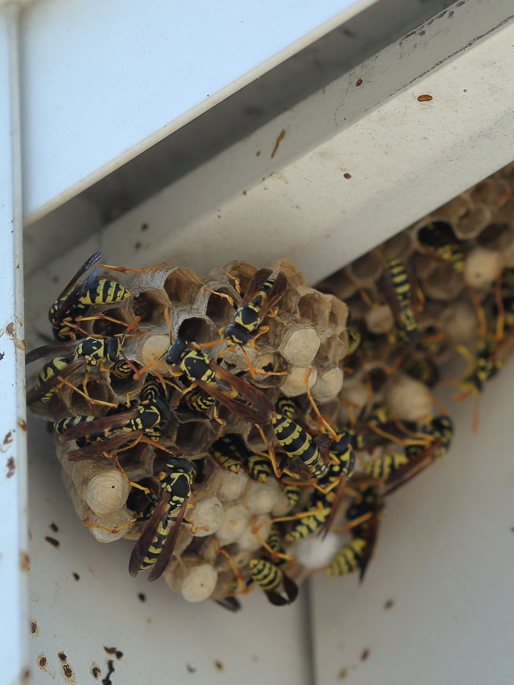 Un nid de guêpes avec des guêpes