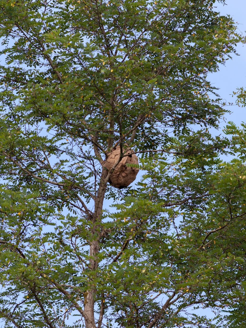 Grand nid de guêpes suspendu dans les branches d'un arbre sous un ciel bleu.
