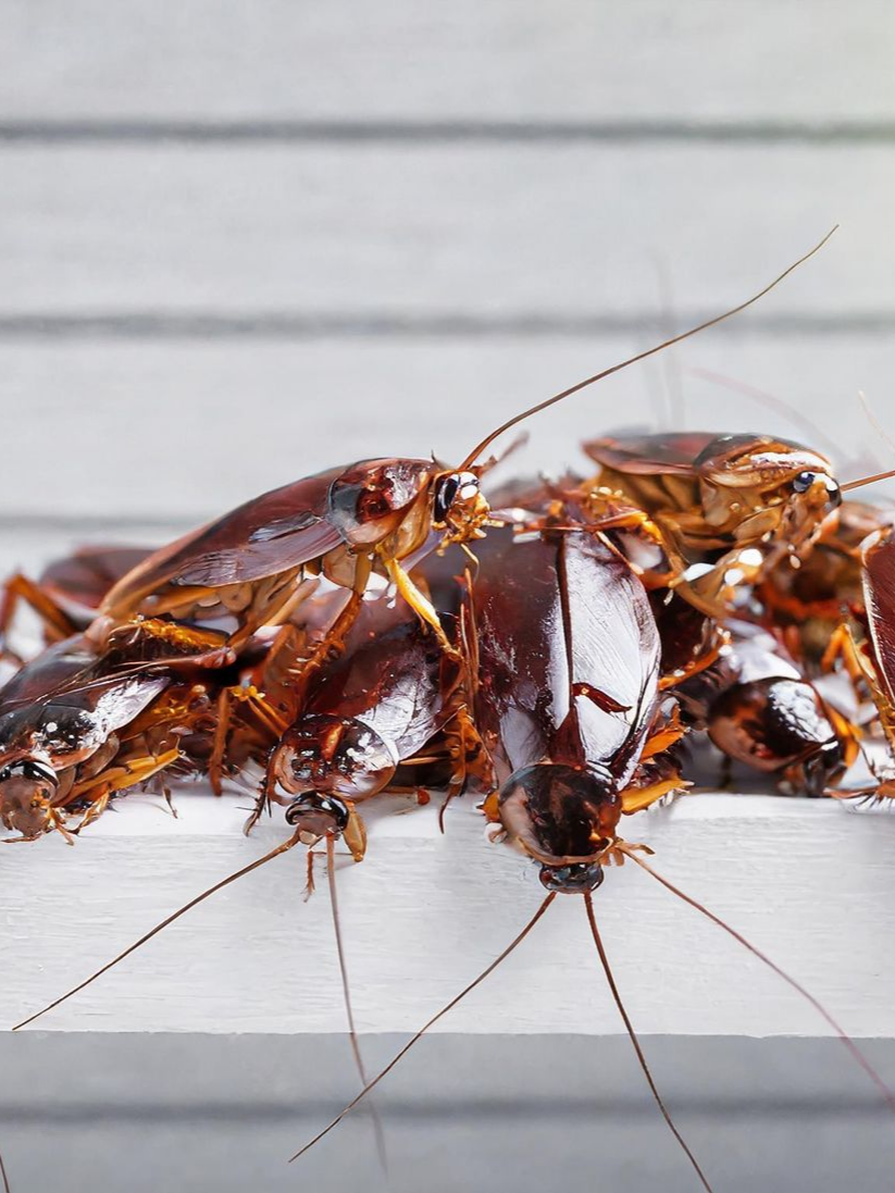 Un groupe de cafards.