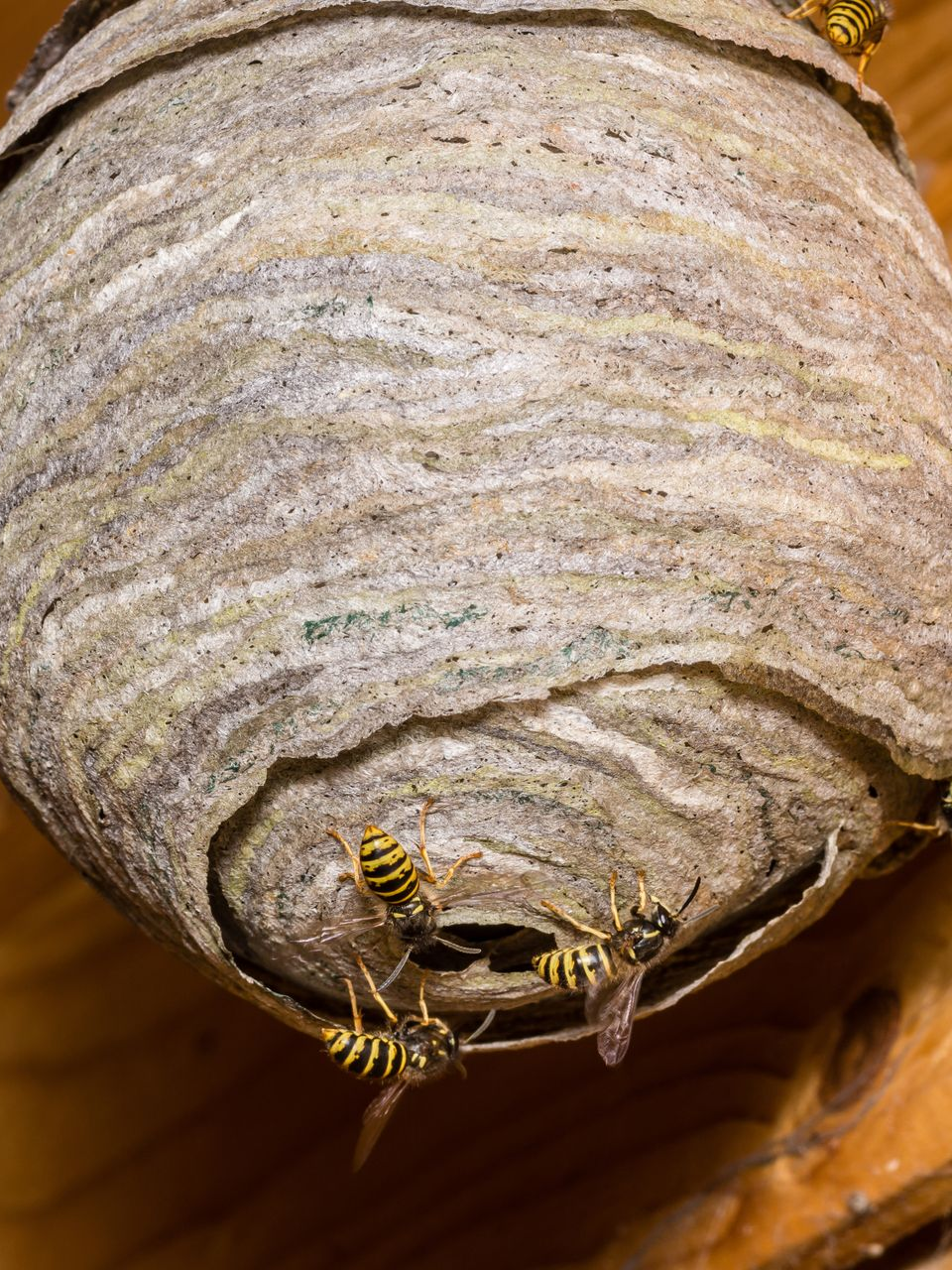 Guêpes jaunes et noires sur un nid de guêpes gris et papyracé suspendu à une surface en bois.