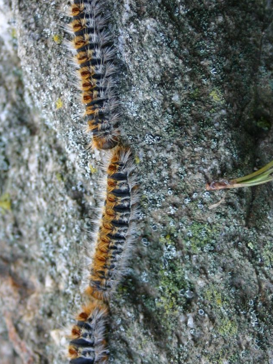 Des chenilles en procession