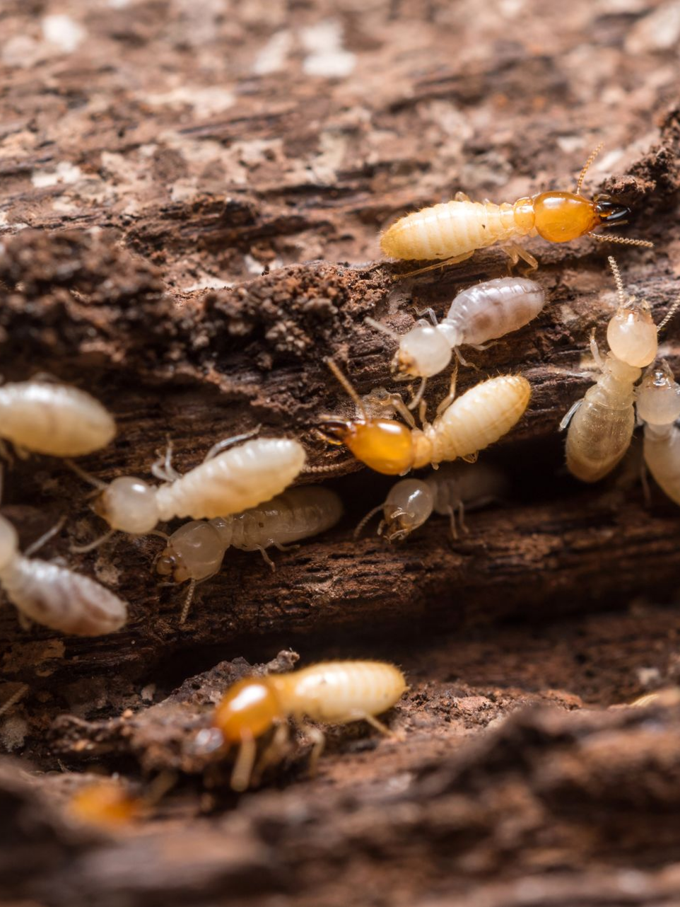Des termites dans du bois