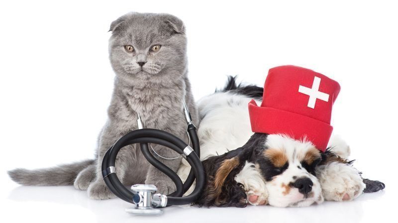 Un gato gris con un estetoscopio se sienta junto a un perro dormido que lleva un gorro médico rojo.