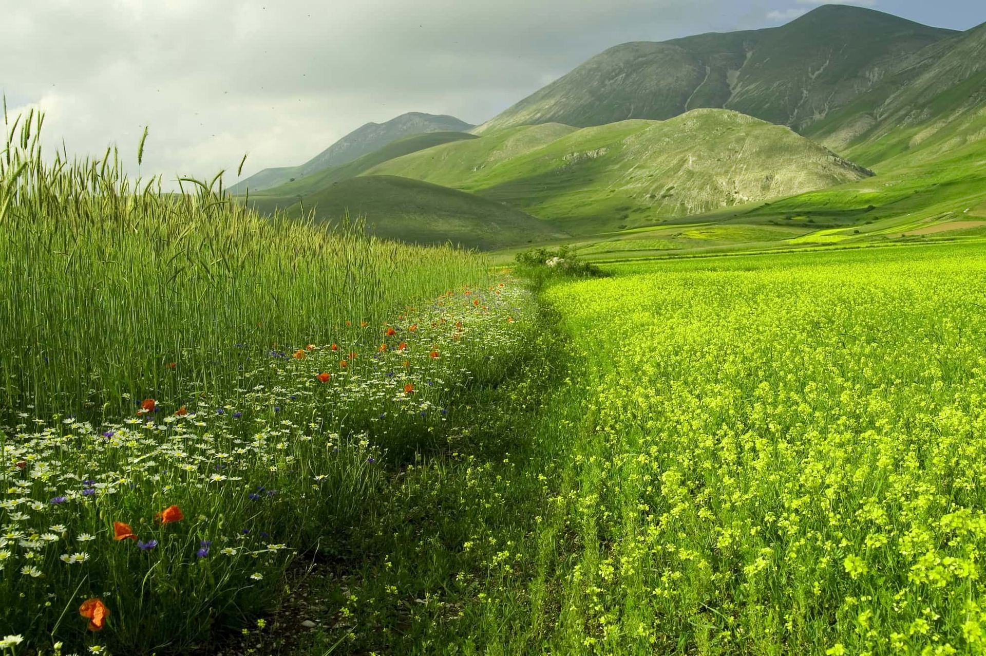 Allero Sàrl Dr méd. Roland Oppliger - Allergologue | Nyon