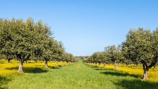Una hilera de olivos en un campo con flores amarillas.