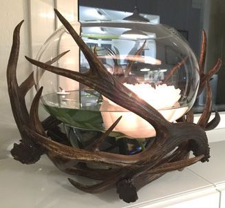 Glasschale in Hirschgeweih