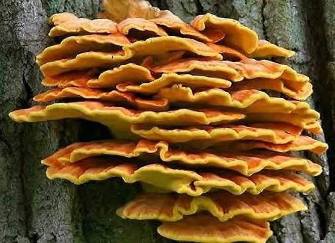 Mycothérapie - Pharmacie de la Fontaine