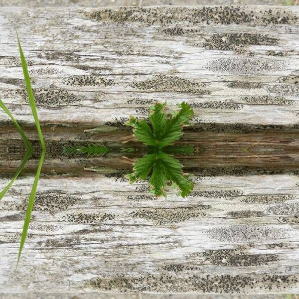 Petite plante verte poussant à travers un mur de planches en bois patinées par le temps