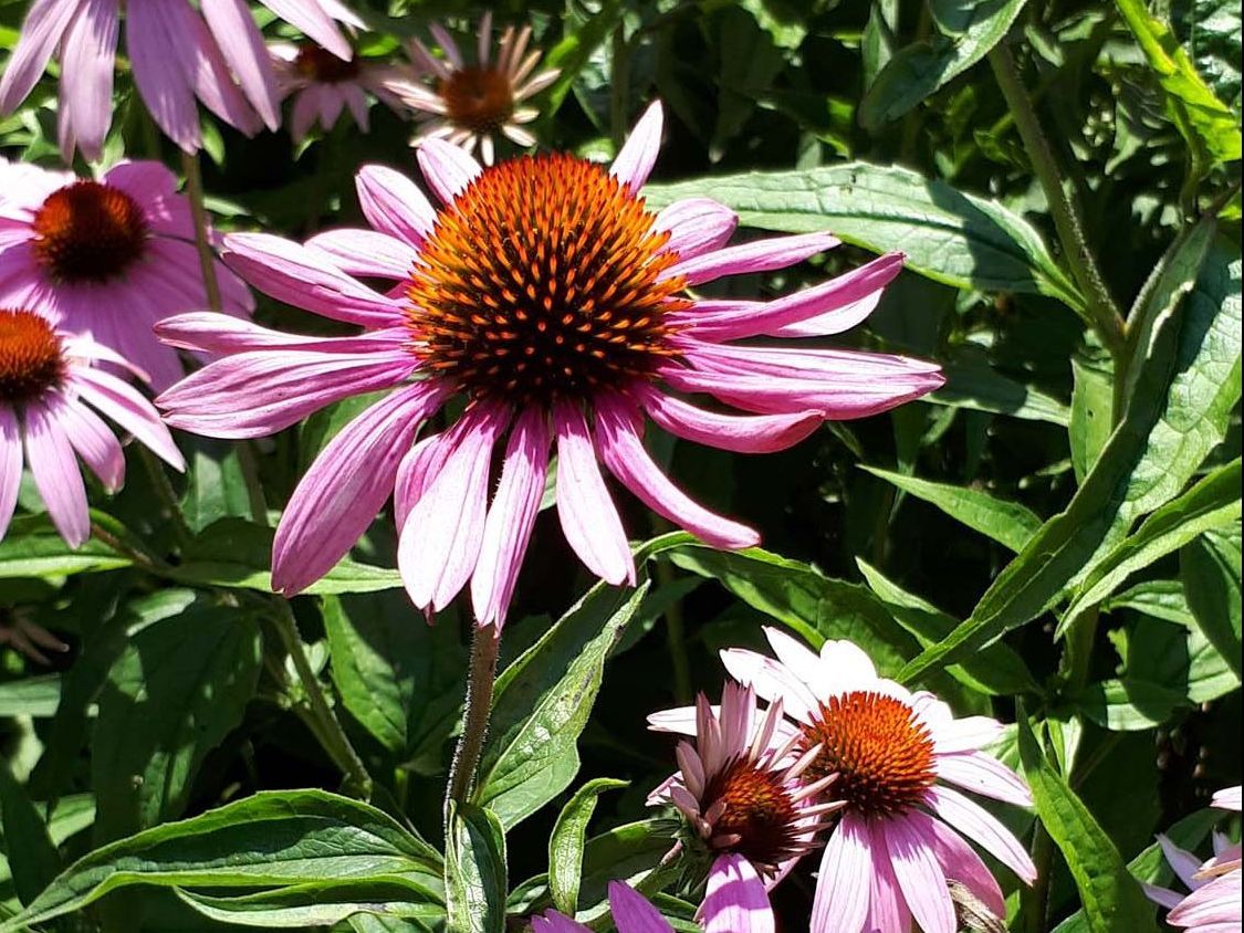 Blumen - Schwarz GmbH Gartengestaltung