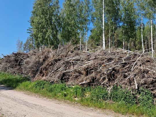 Rishög vid vägkanten