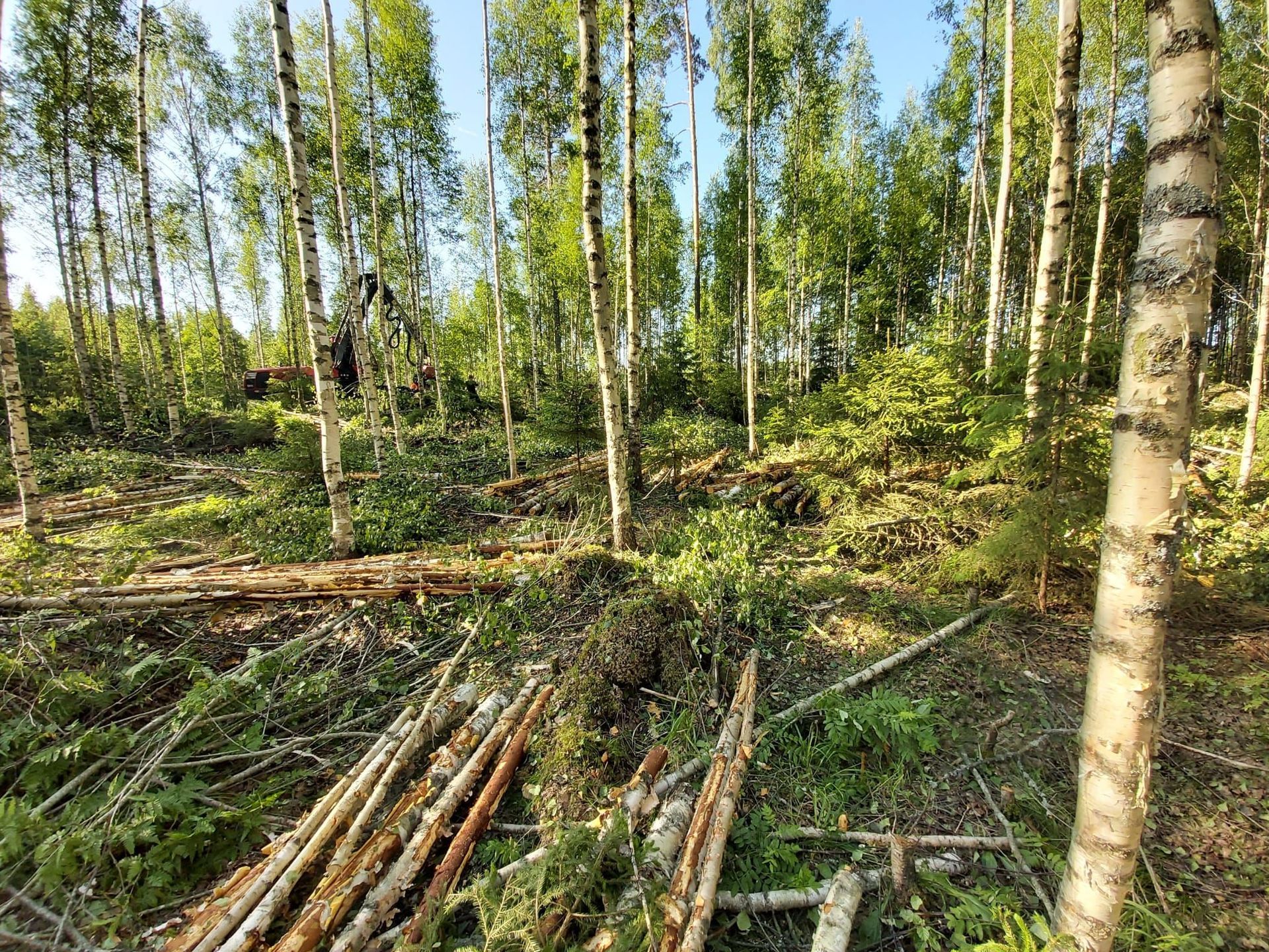 Skog
