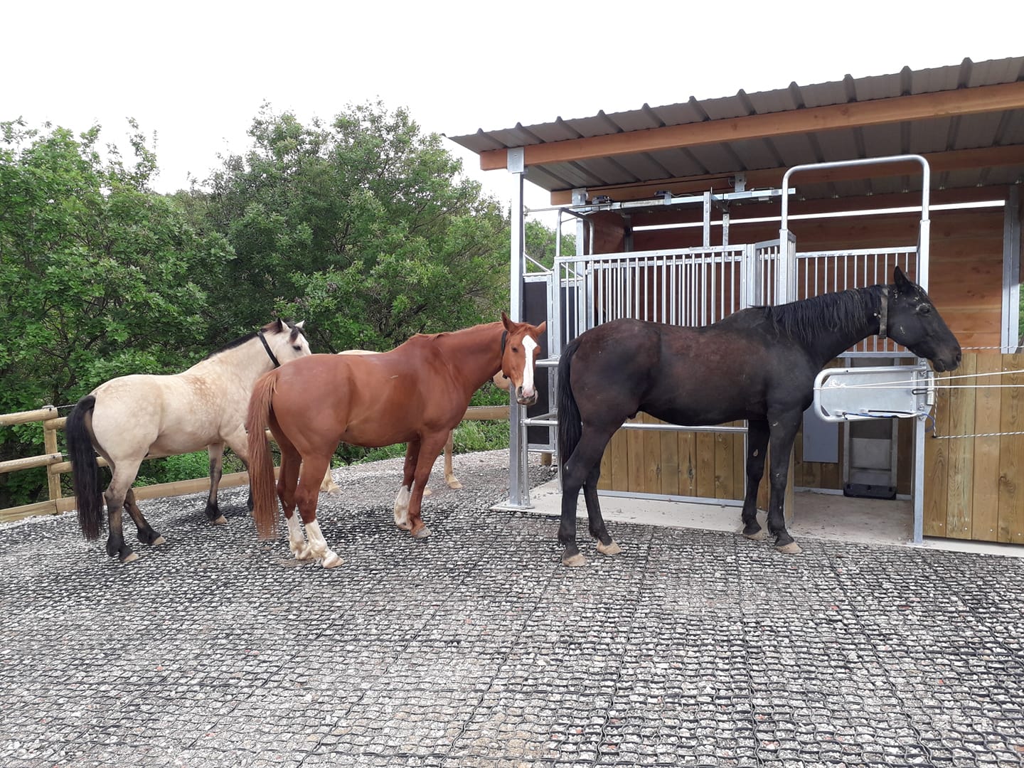 Pension en écurie active