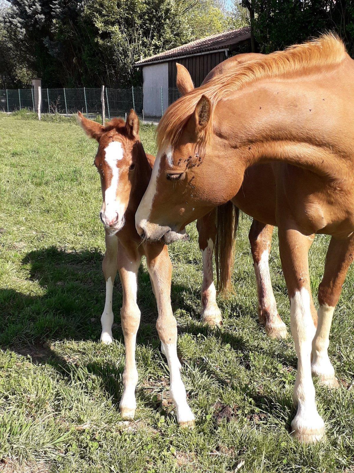 Jalice des Prelles née en avril 2019