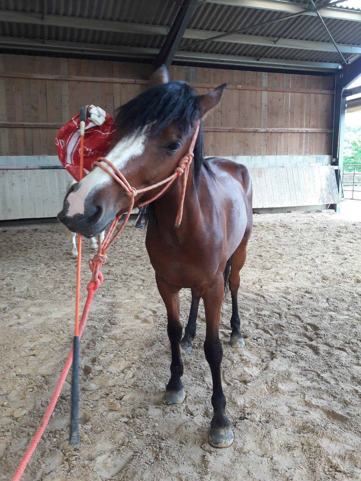 Cours et stages d'équitation éthologique