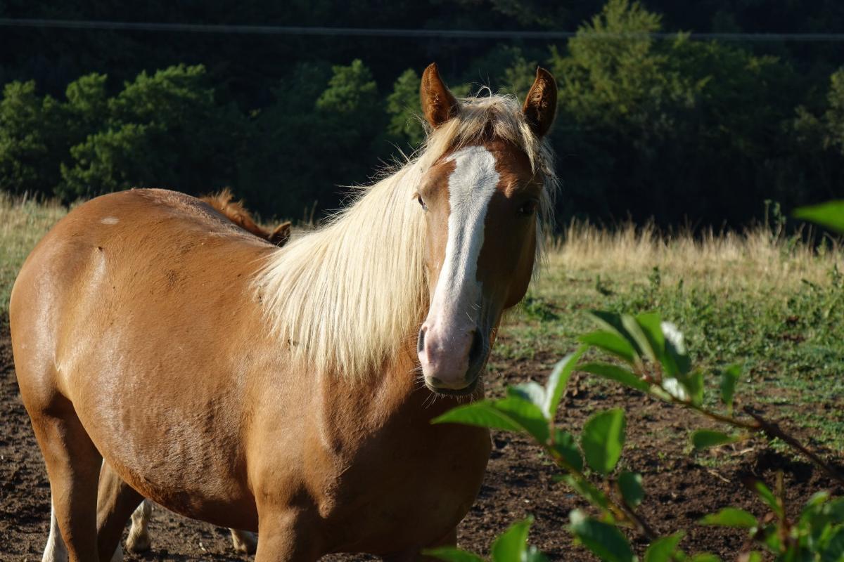 Hawaï des Prelles, femelle alezane crins lavés née en 2017
