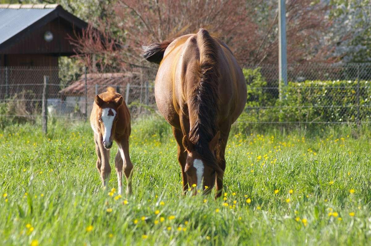 Fantaisie des Prelles, femelle alezane née en 2015