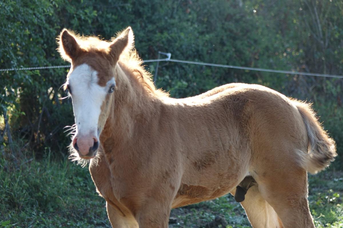 Idole des Prelles, mâle alezan né en 2018