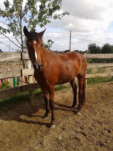 Volcan des Prelles, hongre bai né en 2009