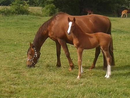 Enjoy des Prelles, hongre alezan né en 2014