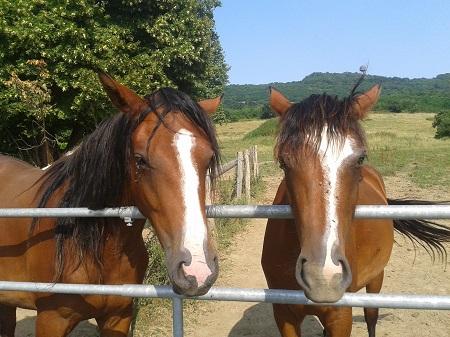 Abella des Prelles, femelle baie né en 2010